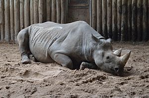 Eastern black rhino, Chester Zoo, lying down (cropped)