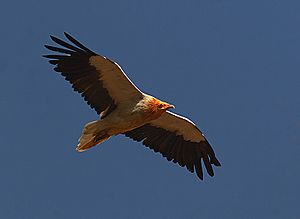 Egyptian vulture in flight