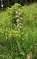 Epipactis palustris 230705