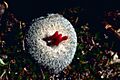 Epithelantha micromeris - Button cactus with fruit