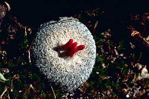 Epithelantha micromeris - Button cactus with fruit.jpg