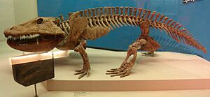Eryops - National Museum of Natural History - IMG 1974