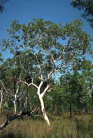 Eucalyptus apodophylla habit.jpg