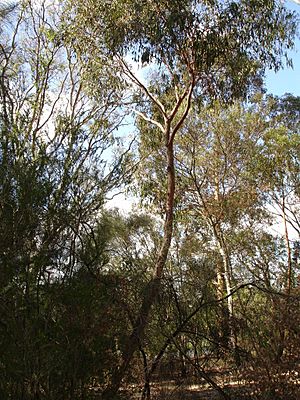 Eucalyptus macroryhncha.jpg