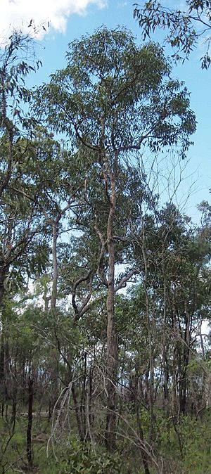 Eucalyptus mediocris.jpg