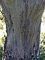 Eucalyptus stellulata (black sallee) - trunk bark 01