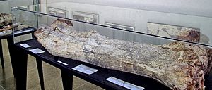 Fêmur de Aeolossauro (MPMA).jpg
