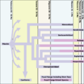 Feliform Timeline