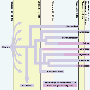 Feliform Timeline
