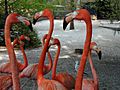 Florida flamingos