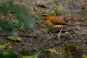 Furnarius leucopus (14894575089).jpg