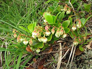 Gaultheria pyroloides 2