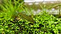 Getrudae Rainbowfish