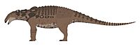 Glyptodontopelta mima profile reconstruction.jpg