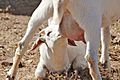 Goat kid feeding on mothers milk
