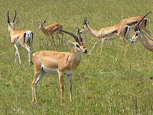 Grant's Gazelles, Serengeti