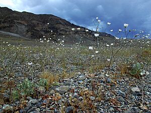 Gravel Ghost, Atrichoseris platyphylla