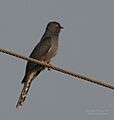 Grey-bellied Cuckoo (Cacomantis passerinus) in Kinnarsani WS, AP W IMG 5863