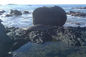 Hawaiian monk seal Waimea Bay