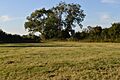 Hemingford Grey Meadow 4