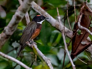 Heterocercus linteatus - Flame-crowned Manakin (male); Beruri, Amazonas, Brazil.jpg