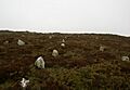 Hill o' Many Stanes 20090613 02