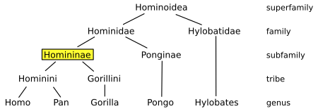 Homininae