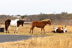 Horses at Assateague Island