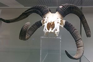 Jacob Sheep skull at the Royal Veterinary College anatomy museum