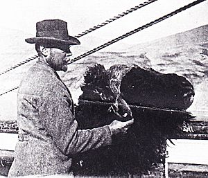 Josef Hammar with a musk ox head 1899