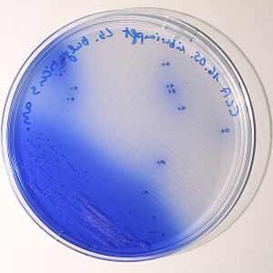 Lactobacillus bulgaricus colonies 05