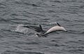 Lagenorhynchus obscurus2