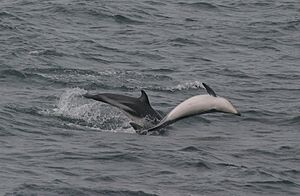 Lagenorhynchus obscurus2