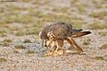 Laggar Falcon feeding on a spiny tailed lizard