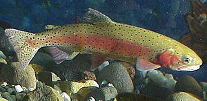 Lahontan cutthroat trout image USFWS