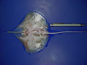 Leaf-nose leg skate ( Anacanthobatis folirostris ).jpg