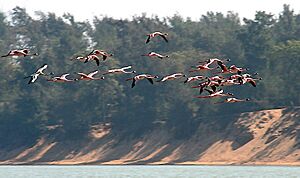 Lesser Flamingos I3 - Chilika IMG 9295