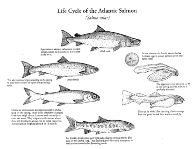Life cycle of the Atlantic salmon