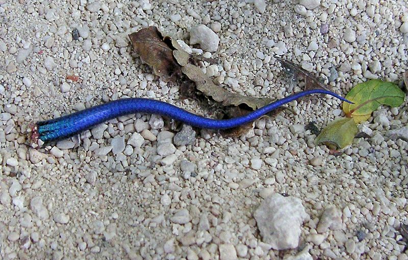 Lizard tail autotomy