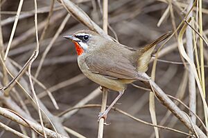 Luscinia calliope - Pak Chong 2.jpg