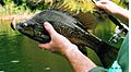 Macquarie perch