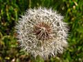 Make a Wish by Vefobitseq
