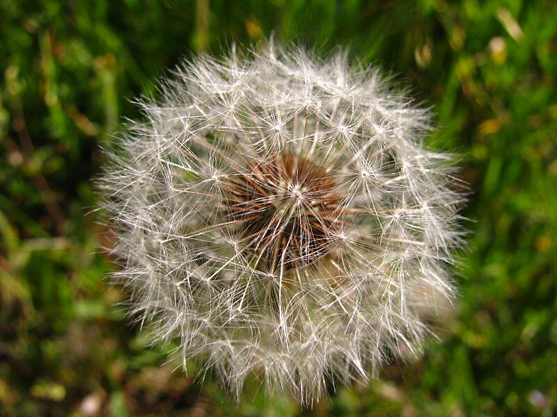 Make a Wish by Vefobitseq