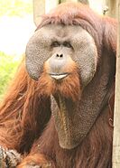 Male Hybrid orangutan