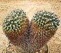 Mammillaria karwinskiana karwinskiana 01 ies