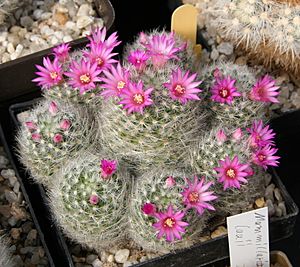 Mammillaria laui subsp. dasyacantha.jpg