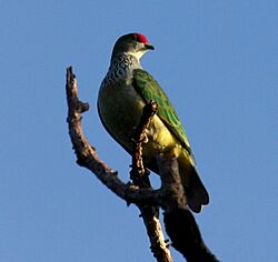 Manycoloured fruitdove fem bobbys