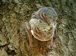 Two bats hang from a tree