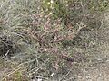 Melaleuca suberosa habit