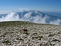 Monte Vettore - summit view of gran sasso3